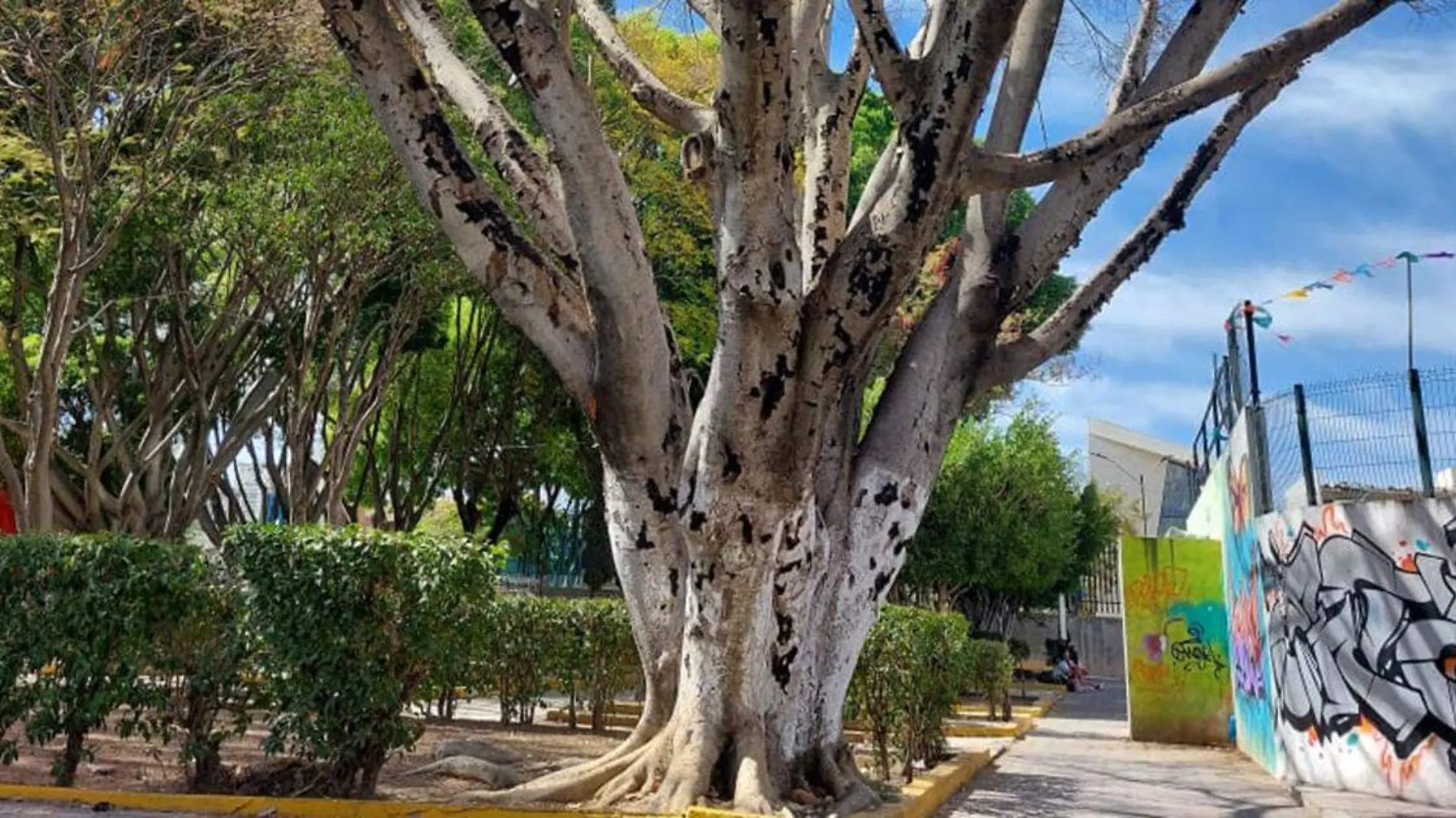 Dos de los árboles más antiguos y majestuosos del Parque de la Colonia Aquiles Serdán se contaron entre los sacrificados